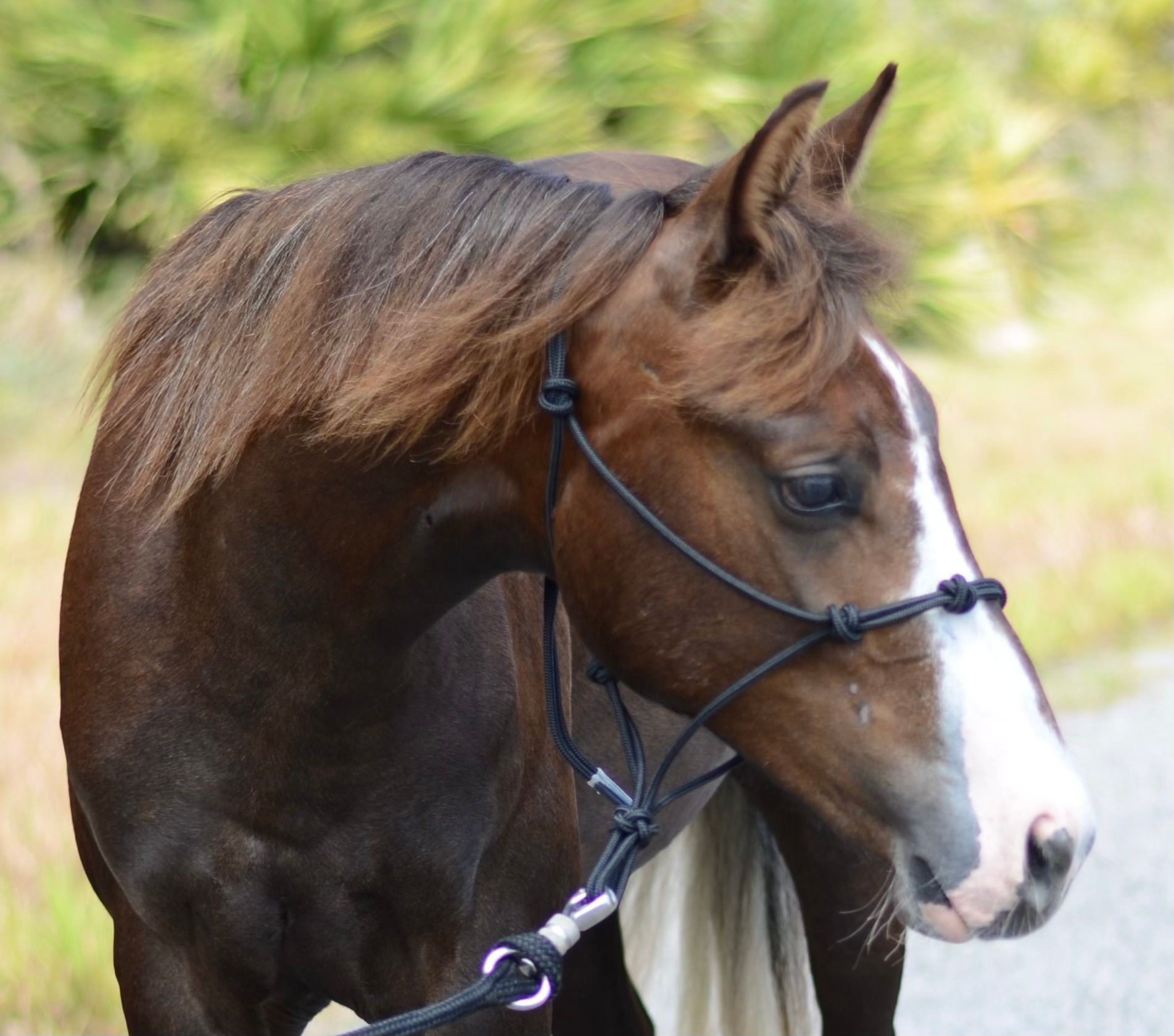Sterling: First Ride to Finished Reiner (Subscription Series)